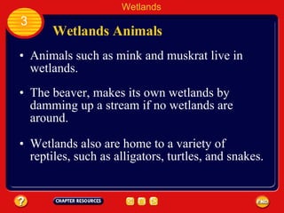 Wetlands Animals Animals such as mink and muskrat live in wetlands.  Wetlands 3 The beaver, makes its own wetlands by damming up a stream if no wetlands are around.  Wetlands also are home to a variety of reptiles, such as alligators, turtles, and snakes.  