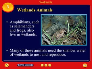 Wetlands Animals Amphibians, such as salamanders and frogs, also live in wetlands.  Wetlands 3 Many of these animals need the shallow water of wetlands to nest and reproduce.  