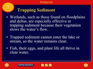 Trapping Sediment Wetlands, such as those found on floodplains and deltas, are especially effective at trapping sediment because their vegetation slows the water’s flow.  Wetlands 3 Trapped sediment cannot enter the lake or stream, so the water remains clear.  Fish, their eggs, and plant life all thrive in clear water.  