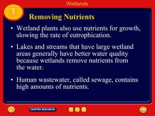 Removing Nutrients Wetland plants also use nutrients for growth, slowing the rate of eutrophication.  Wetlands 3 Lakes and streams that have large wetland areas generally have better water quality because wetlands remove nutrients from the water.  Human wastewater, called sewage, contains high amounts of nutrients.  