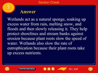 Section Check 3 Answer Wetlands act as a natural sponge, soaking up excess water from rain, melting snow, and floods and then slowly releasing it. They help protect shorelines and stream banks against erosion because plant roots slow the speed of water. Wetlands also slow the rate of eutrophication because their plant roots take up excess nutrients. NC: 3.07 