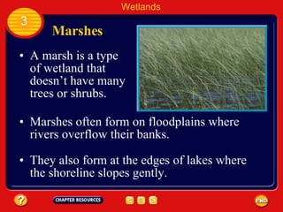 Marshes A marsh is a type of wetland that doesn’t have many trees or shrubs. Marshes often form on floodplains where rivers overflow their banks.  Wetlands 3 They also form at the edges of lakes where the shoreline slopes gently.  