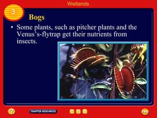 Bogs Wetlands 3 Some plants, such as pitcher plants and the Venus’s-flytrap get their nutrients from insects. 