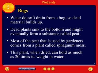 Bogs Water doesn’t drain from a bog, so dead material builds up.  Wetlands 3 Dead plants sink to the bottom and might eventually form a substance called peat.  Most of the peat that is used by gardeners comes from a plant called sphagnum moss.  This plant, when dried, can hold as much as 20 times its weight in water.  