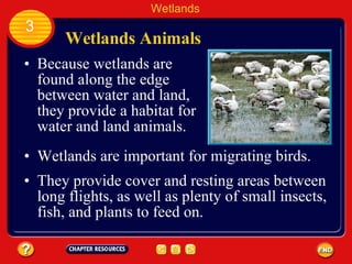 Wetlands Animals Because wetlands are found along the edge between water and land, they provide a habitat for water and land animals.  Wetlands 3 Wetlands are important for migrating birds.  They provide cover and resting areas between long flights, as well as plenty of small insects, fish, and plants to feed on. 