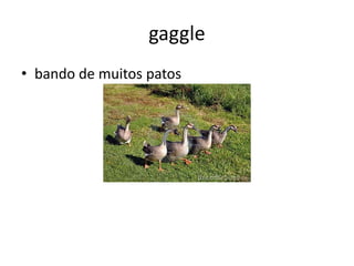 gaggle
• bando de muitos patos
 