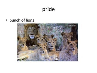 pride
• bunch of lions
 