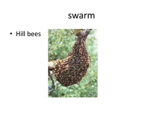 swarm
• Hill bees
 