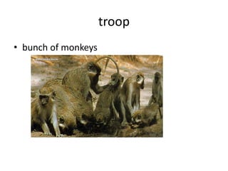 troop
• bunch of monkeys
 