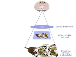 Lupa
Lupa este cel mai simplu aparat optic
întâlnit. Este alcătuit dintr-o lentilă
convergentă cu distan a focală mică,ț
comparativ cu raza de curbură iș
dimensiunile lentilei. La formarea imaginii
prin lupă a obiectului vizionat, acesta trebuie
pozi ionat între centrul optic i focarul obiect.ț ș
 