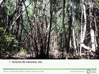 Pataias | 8 Fevereiro 2018 | Plantas invasoras e fogo www.invasoras.pt
• Ecológicos
– ameaça à biodiversidade e equilíbrio dos ecossistemas (competição
com espécies nativas, alteração dos ciclos de nutrientes, água, etc.)
– impactes nos serviços dos ecossistemas (alimentos, fornecimento de água
e recursos diversos, regulação do clima, cheias, doenças, etc.)
– alteração/uniformização dos ecossistemas/paisagens
– alteração dos regimes de fogo
– alteração das cadeias ecológicas/alimentares
• Económicos (Europa: > 12 000 milhões €/ano, EC 2008):
– produtividade - espécies que invadem áreas agrícolas, florestais ou
piscícolas (aquáticas), pragas, epidemias, etc.
– gestão e controlo de invasoras e recuperação de sistemas invadidos
– turismo de natureza, etc.
Impactes das plantas invasoras (1)
 