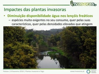 Pataias | 8 Fevereiro 2018 | Plantas invasoras e fogo www.invasoras.pt
• Diminuição disponibilidade água nos lençóis freáticos
– espécies muito exigentes no seu consumo, quer pelas suas
características, quer pelas densidades elevadas que atingem
• Impactes na saúde pública
– espécies tóxicas, “cortantes”, que provocam doenças,
alergias, ou funcionam como vectores de pragas
Impactes das plantas invasoras
 
