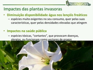 Pataias | 8 Fevereiro 2018 | Plantas invasoras e fogo www.invasoras.pt
• Diminuição disponibilidade água nos lençóis freáticos
– espécies muito exigentes no seu consumo, quer pelas suas
características, quer pelas densidades elevadas que atingem
• Impactes na saúde pública
– espécies tóxicas, “cortantes”, que provocam doenças,
alergias, ou funcionam como vectores de pragas
Impactes das plantas invasoras
 