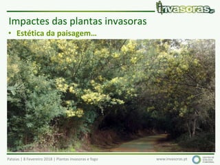 Pataias | 8 Fevereiro 2018 | Plantas invasoras e fogo www.invasoras.pt
• Estética da paisagem…
• Impactes socioculturais
• “Festa da mimosa” (década 70 a 1988)…
• Safaris fotográficos
• Aproveitamento para lenha, cestaria, etc.
• …
Impactes das plantas invasoras
 