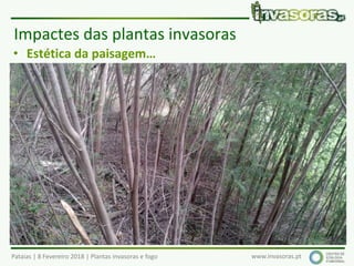 Pataias | 8 Fevereiro 2018 | Plantas invasoras e fogo www.invasoras.pt
• Estética da paisagem…
Impactes das plantas invasoras
 