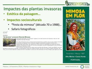 Pataias | 8 Fevereiro 2018 | Plantas invasoras e fogo www.invasoras.pt
• Estética da paisagem…
• Impactes socioculturais
• “Festa da mimosa” (década 70 a 1988)…
• Safaris fotográficos
Impactes das plantas invasoras (3)
 