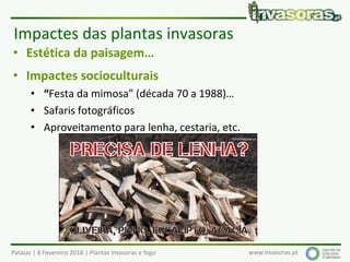 Pataias | 8 Fevereiro 2018 | Plantas invasoras e fogo www.invasoras.pt
• Estética da paisagem…
• Impactes socioculturais
• “Festa da mimosa” (década 70 a 1988)…
• Safaris fotográficos
• Aproveitamento para lenha, cestaria, etc.
Impactes das plantas invasoras
 