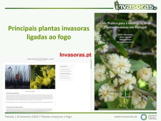 Pataias | 8 Fevereiro 2018 | Plantas invasoras e fogo www.invasoras.pt
Principais plantas invasoras
ligadas ao fogo
Invasoras.pt
 