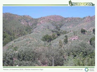 Pataias | 8 Fevereiro 2018 | Plantas invasoras e fogo www.invasoras.pt
mimosa (Acacia dealbata) – Austrália
Invade principalmente vales e zonas montanhosas,
margens de cursos de água e vias de comunicação
 