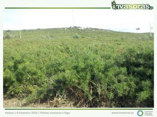 Pataias | 8 Fevereiro 2018 | Plantas invasoras e fogo www.invasoras.pt
háquea-picante (Hakea sericea) – Austrália
Invade principalmente áreas perturbadas ou semi-
naturais, junto a áreas onde foi plantada (e.g., sebes)
 