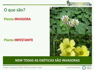 Pataias | 8 Fevereiro 2018 | Plantas invasoras e fogo www.invasoras.pt
Richardson et al., 2000, Div & Dist. 6: 93-107
Pyšek et al., 2004, Taxon, 53(1): 131-143
O que são?
Planta INVASORA
Planta INFESTANTE
3
NEM TODAS AS EXÓTICAS SÃO INVASORAS
 