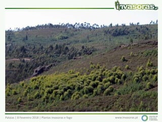Pataias | 8 Fevereiro 2018 | Plantas invasoras e fogo www.invasoras.pt
háquea-folhas-de-salgueiro (Hakea salicifolia) – Austrália
Invade principalmente áreas perturbadas e sítios ventosos
e secos, sobretudo perto do mar e adjacentes a sebes
onde foi plantada.
 