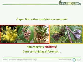 Pataias | 8 Fevereiro 2018 | Plantas invasoras e fogo www.invasoras.pt
O que têm estas espécies em comum?
São espécies pirófitas!
Com estratégias diferentes…
 
