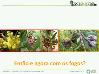 Pataias | 8 Fevereiro 2018 | Plantas invasoras e fogo www.invasoras.pt
Então e agora com os fogos?
 