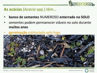 Pataias | 8 Fevereiro 2018 | Plantas invasoras e fogo www.invasoras.pt
As acácias (Acacia spp.) têm…
• banco de sementes NUMEROSO enterrado no SOLO
• sementes podem permanecer viáveis no solo durante
muitos anos
• germinação estimulada pelo fogo
 