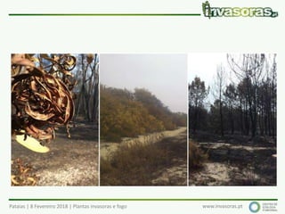 Pataias | 8 Fevereiro 2018 | Plantas invasoras e fogo www.invasoras.pt
 