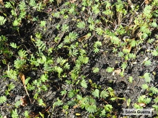 Pataias | 8 Fevereiro 2018 | Plantas invasoras e fogo www.invasoras.ptSónia Guerra
 