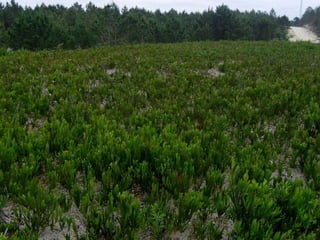 Pataias | 8 Fevereiro 2018 | Plantas invasoras e fogo www.invasoras.pt
 