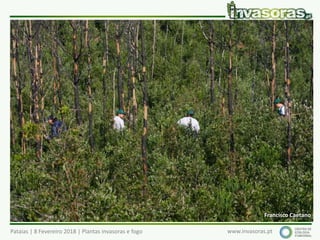 Pataias | 8 Fevereiro 2018 | Plantas invasoras e fogo www.invasoras.pt
Francisco Caetano
 