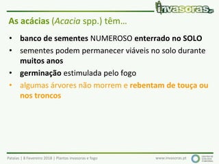 Pataias | 8 Fevereiro 2018 | Plantas invasoras e fogo www.invasoras.pt
As acácias (Acacia spp.) têm…
• banco de sementes NUMEROSO enterrado no SOLO
• sementes podem permanecer viáveis no solo durante
muitos anos
• germinação estimulada pelo fogo
• algumas árvores não morrem e rebentam de touça ou
nos troncos
 