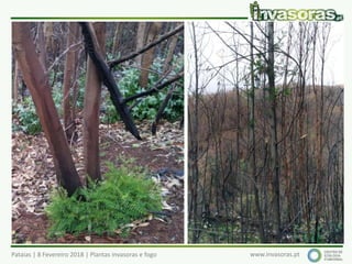Pataias | 8 Fevereiro 2018 | Plantas invasoras e fogo www.invasoras.pt
 