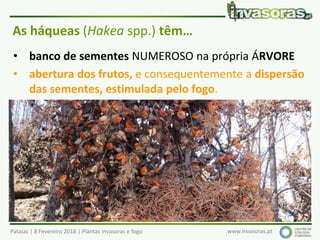 Pataias | 8 Fevereiro 2018 | Plantas invasoras e fogo www.invasoras.pt
As háqueas (Hakea spp.) têm…
• banco de sementes NUMEROSO na própria ÁRVORE
• abertura dos frutos, e consequentemente a dispersão
das sementes, estimulada pelo fogo.
 