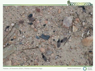Pataias | 8 Fevereiro 2018 | Plantas invasoras e fogo www.invasoras.pt
 
