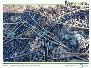 Pataias | 8 Fevereiro 2018 | Plantas invasoras e fogo www.invasoras.pt
 
