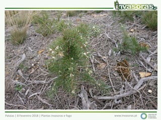 Pataias | 8 Fevereiro 2018 | Plantas invasoras e fogo www.invasoras.pt
 