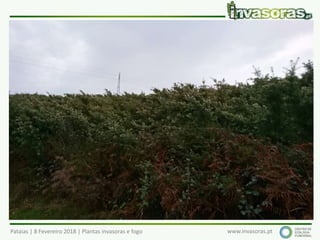 Pataias | 8 Fevereiro 2018 | Plantas invasoras e fogo www.invasoras.pt
 