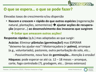 Pataias | 8 Fevereiro 2018 | Plantas invasoras e fogo www.invasoras.pt
O que se espera… o que se pode fazer?
Elevadas taxas de crescimento e/ou dispersão
• Nascem e crescem + rápido do que outras espécies (regeneração
natural, plantações, sementeiras)  ajustar acções de recupera-
ção (esperar…) ao desenvolvimento das invasoras que surgirem
 Evitar que ameacem outras acções!
Respostas rápidas (q.b.) mas adaptadas ao que surgir:
Acácias: Eliminar plântulas (germinação!) mas ESPERAR
”deixemo-las ajudar-nos”! Motorroçadora (< palmo), arranque
(e.g., voluntariado), pastoreio, outra perturbação do solo, etc…
- Possivelmente, nova fase de germinação… Atenção à erosão!
Háqueas: pode esperar-se até ca. 12 – 18 meses – arranque,
corte, fogo controlado (?), gradagem, etc… (áreas extensas)
 