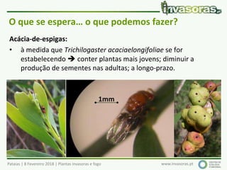 Pataias | 8 Fevereiro 2018 | Plantas invasoras e fogo www.invasoras.pt
O que se espera… o que podemos fazer?
Acácia-de-espigas:
• à medida que Trichilogaster acaciaelongifoliae se for
estabelecendo  conter plantas mais jovens; diminuir a
produção de sementes nas adultas; a longo-prazo.
1mm
 