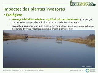 Pataias | 8 Fevereiro 2018 | Plantas invasoras e fogo www.invasoras.pt
• Ecológicos
– ameaça à biodiversidade e equilíbrio dos ecossistemas (competição
com espécies nativas, alteração dos ciclos de nutrientes, água, etc.)
– impactes nos serviços dos ecossistemas (alimentos, fornecimento de água
e recursos diversos, regulação do clima, cheias, doenças, etc.)
– alteração/uniformização dos ecossistemas/paisagens
– alteração dos regimes de fogo
– alteração das cadeias ecológicas/alimentares
• Económicos (Europa: > 12 000 milhões €/ano, EC 2008):
– produtividade - espécies que invadem áreas agrícolas, florestais ou
piscícolas (aquáticas), pragas, epidemias, etc.
– gestão e controlo de invasoras e recuperação de sistemas invadidos
– turismo, etc.
Impactes das plantas invasoras
Célia Laranjeira
 