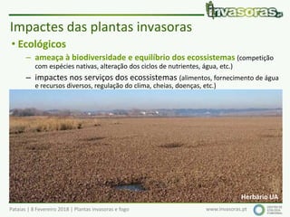 Pataias | 8 Fevereiro 2018 | Plantas invasoras e fogo www.invasoras.pt
• Ecológicos
– ameaça à biodiversidade e equilíbrio dos ecossistemas (competição
com espécies nativas, alteração dos ciclos de nutrientes, água, etc.)
– impactes nos serviços dos ecossistemas (alimentos, fornecimento de água
e recursos diversos, regulação do clima, cheias, doenças, etc.)
– alteração/uniformização dos ecossistemas/paisagens
– alteração dos regimes de fogo
– alteração das cadeias ecológicas/alimentares
• Económicos (Europa: > 12 000 milhões €/ano, EC 2008):
– produtividade - espécies que invadem áreas agrícolas, florestais ou
piscícolas (aquáticas), pragas, epidemias, etc.
– gestão e controlo de invasoras e recuperação de sistemas invadidos
– turismo, etc.
Impactes das plantas invasoras
Herbário UA
 