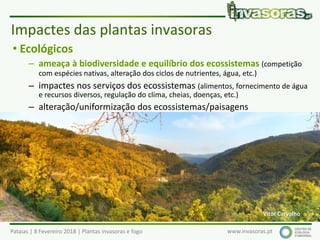 Pataias | 8 Fevereiro 2018 | Plantas invasoras e fogo www.invasoras.pt
• Ecológicos
– ameaça à biodiversidade e equilíbrio dos ecossistemas (competição
com espécies nativas, alteração dos ciclos de nutrientes, água, etc.)
– impactes nos serviços dos ecossistemas (alimentos, fornecimento de água
e recursos diversos, regulação do clima, cheias, doenças, etc.)
– alteração/uniformização dos ecossistemas/paisagens
– alteração dos regimes de fogo
– alteração das cadeias ecológicas/alimentares
• Económicos (Europa: > 12 000 milhões €/ano, EC 2008):
– produtividade - espécies que invadem áreas agrícolas, florestais ou
piscícolas (aquáticas), pragas, epidemias, etc.
– gestão e controlo de invasoras e recuperação de sistemas invadidos
– turismo, etc.
Impactes das plantas invasoras
Vitor Carvalho
 