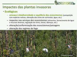 Pataias | 8 Fevereiro 2018 | Plantas invasoras e fogo www.invasoras.pt
• Ecológicos
– ameaça à biodiversidade e equilíbrio dos ecossistemas (competição
com espécies nativas, alteração dos ciclos de nutrientes, água, etc.)
– impactes nos serviços dos ecossistemas (alimentos, fornecimento de água
e recursos diversos, regulação do clima, cheias, doenças, etc.)
– alteração/uniformização dos ecossistemas/paisagens
– alteração dos regimes de fogo
– alteração das cadeias ecológicas/alimentares
• Económicos (Europa: > 12 000 milhões €/ano, EC 2008):
– produtividade - espécies que invadem áreas agrícolas, florestais ou
piscícolas (aquáticas), pragas, epidemias, etc.
– gestão e controlo de invasoras e recuperação de sistemas invadidos
– turismo, etc.
Impactes das plantas invasoras
Francisco Caetano
 