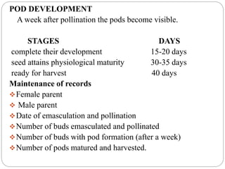 POD DEVELOPMENT
A week after pollination the pods become visible.
STAGES DAYS
complete their development 15-20 days
seed attains physiological maturity 30-35 days
ready for harvest 40 days
Maintenance of records
Female parent
 Male parent
Date of emasculation and pollination
Number of buds emasculated and pollinated
Number of buds with pod formation (after a week)
Number of pods matured and harvested.
 
