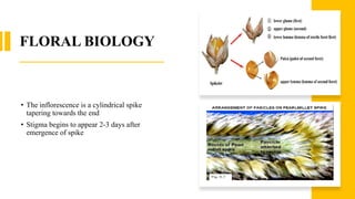 FLORAL BIOLOGY
• The inflorescence is a cylindrical spike
tapering towards the end
• Stigma begins to appear 2-3 days after
emergence of spike
 