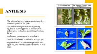 ANTHESIS
• The stigmas begin to appear two to three days
after emergence of the spike.
• The anthers emerges after the stigma dry
up, thus it is protogynous in nature which
induce cross pollination even though bisexual
flower
• Anther emergence occur in two phases
• Style divides in two branches in its upper part
• Stigma takes 12 to 24 hours to protrude and
open out, and remains receptive for one to two
days.
 