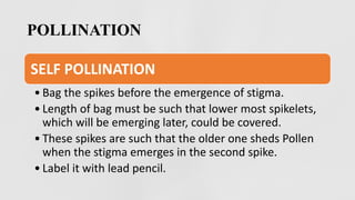 POLLINATION
SELF POLLINATION
• Bag the spikes before the emergence of stigma.
• Length of bag must be such that lower most spikelets,
which will be emerging later, could be covered.
• These spikes are such that the older one sheds Pollen
when the stigma emerges in the second spike.
• Label it with lead pencil.
 